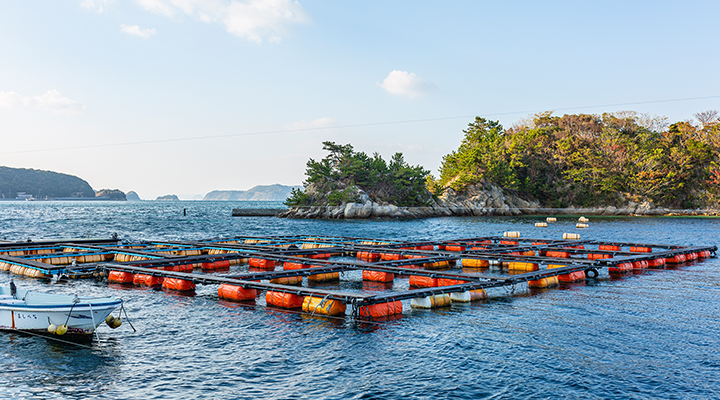 海上小割筏4m×4m×16 小割